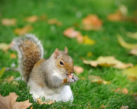 Sleeping and Nesting Habits of Squirrels