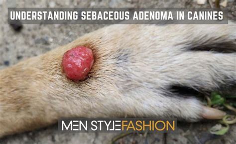 Understanding Sebaceous Adenoma in Canines – Mens Health Fits