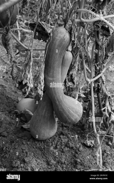 Black and white Calabash vegetable growing at Alexandra Borza botanical garden in Cluj-napoca ...