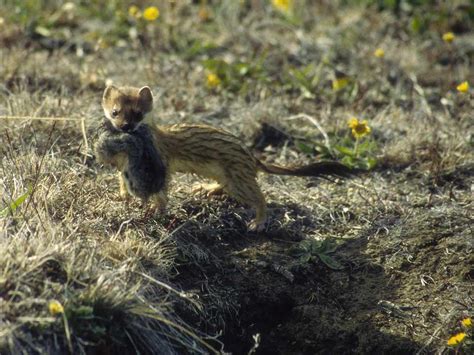 Greenland Lemmings' Collapse Pushes Predators to Brink | Science | AAAS