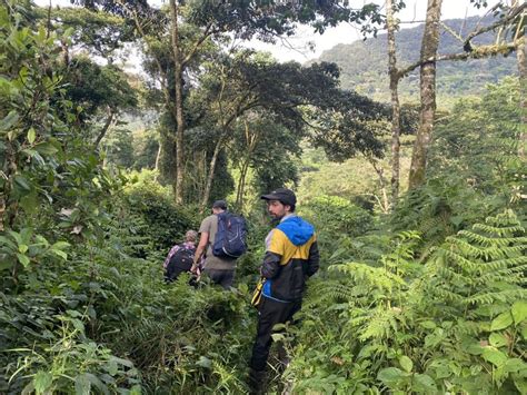 Exclusive Gorilla Trekking in Rwanda - Eco Adventure Safaris