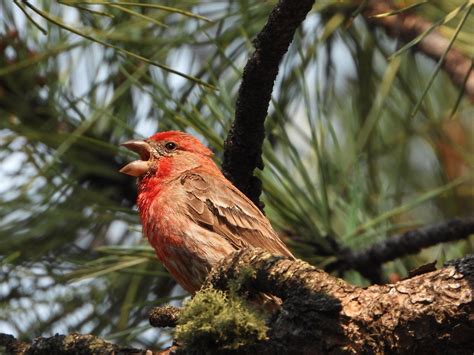 10 Red Birds In Maine – Picture And ID Guide