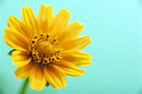 Free Stock Photo 13463 Yellow flower over cyan background | freeimageslive