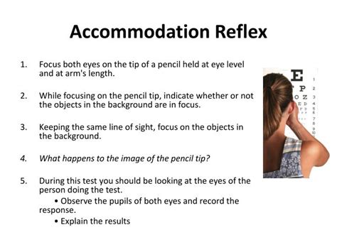 PPT - The Reflex Arc PowerPoint Presentation - ID:1953829