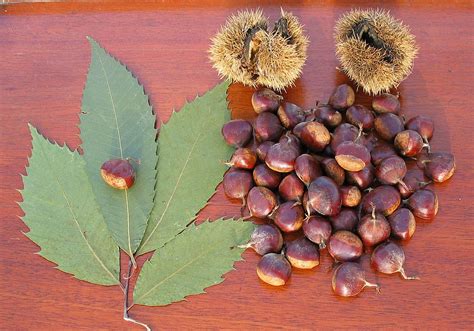 Struggling with Blight, American Chestnut Faces New Disease - Urban Forest Dweller