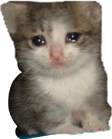 Crying Cat Meme Png