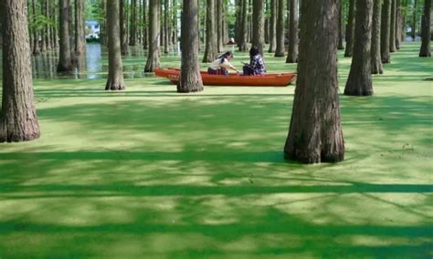 Haoyang Lake Wetland Park in China real or fake? - Gistvic Blog