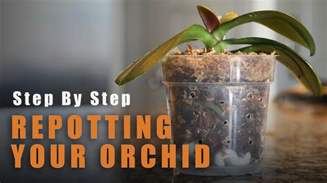 How To Repot An Orchid. Step By Step Phalaenopsis Repotting - YouTube