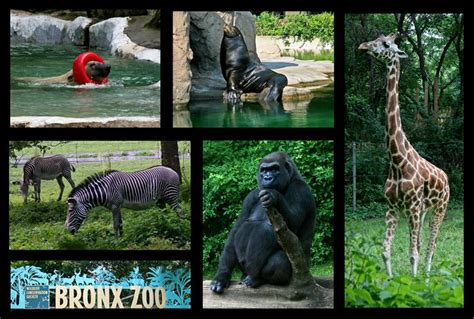 The Bronx Zoo is located in the Bronx borough of New York City, within Bronx Park. It is the ...