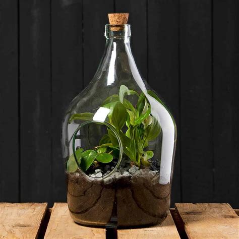 DIY Set Terrarium Bottle 3 Litre