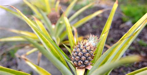 How to Grow and Care for Your Pineapple Plant - Gardeners' Magazine