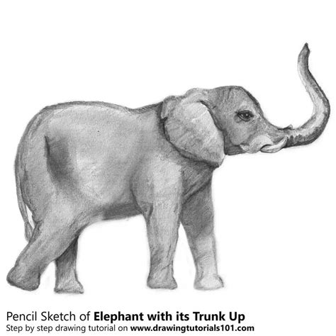 Elephant with its Trunk Up Pencil Drawing - How to Sketch Elephant with its Trunk Up using ...