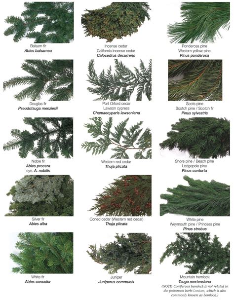 Image result for cedar tree identification | Types of evergreen trees ...