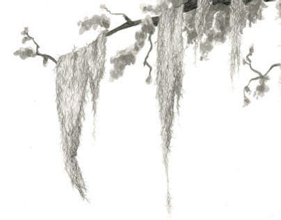 coloringpages24x7.com | Spanish moss, Tree drawing simple, Drawings