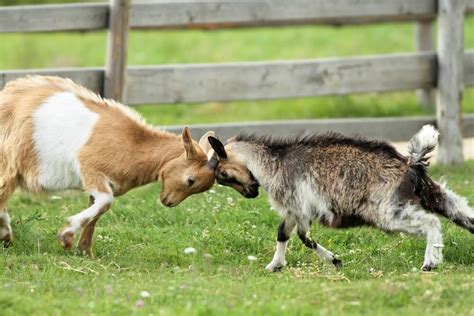 Nigerian vs. Pygmy Goats: Which is best?