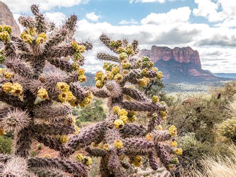 Cane Cholla Cactus Photograph by Barbara Zahno