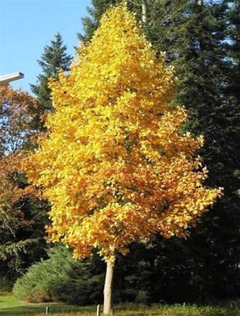 Liriodendron tulipifera - American Tulip Tree - The Seed Vine