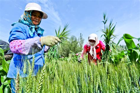 China: Food Security Depends on Risky Agriculture Reforms | TIME