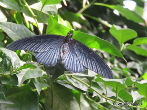 Variety, flitting make for fun visit to Sioux Falls Butterfly House - The Walking Tourists