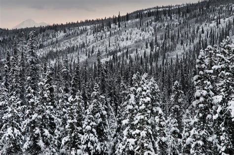 Free Photos: Winter Denali National Park and Preserve | ustrekking