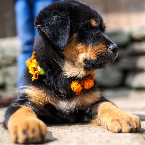 Nepal's Kukur Tihar Festival Is Diwali for Dogs