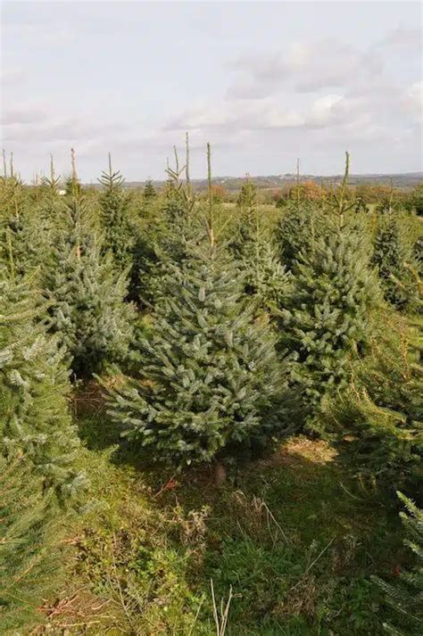 Freshly Cut Serbian Spruce - Send Me a Christmas Tree