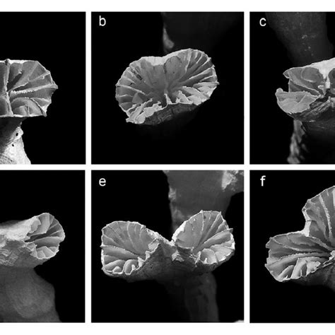 Corallite budding and new branch formation in Euphyllia baliensis sp.... | Download Scientific ...