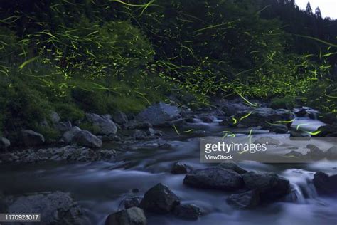 339 Fireflies Japan Stock Photos, High-Res Pictures, and Images - Getty Images