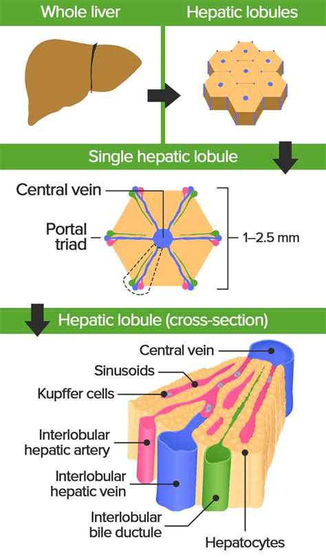 Liver: Anatomy | Concise Medical Knowledge