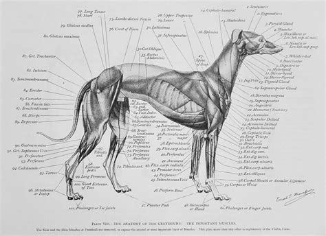 Art Anatomy of Animals 1894 to 1896 Biography | ET Seton Legacy Project