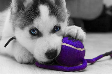 Siberian Husky Snow Dogs HD Wallpapers