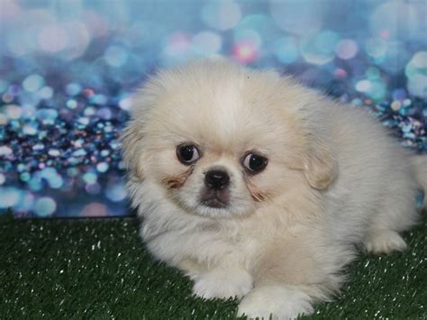 Pekingese-DOG-Male-CREAM-2789673-Pet City Houston