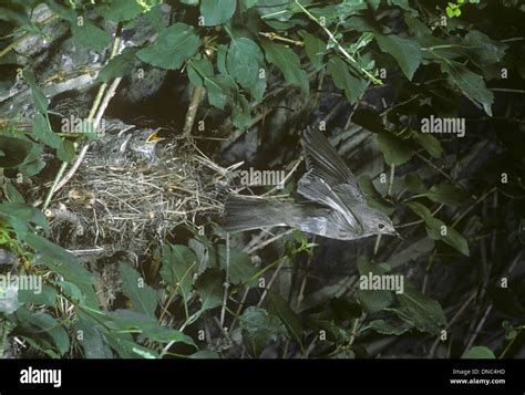 Spotted Flycatcher Muscicapa striata - Adult leaving nest Stock Photo - Alamy