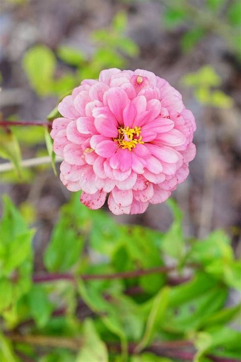 Dahlia pinnata stock photo. Image of frosted, pink, dahlia - 47254378