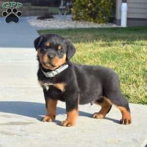 How Long Is A Rottweiler Considered A Puppy