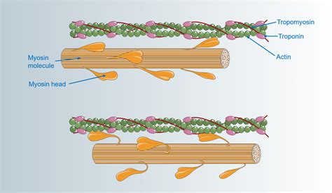 What Is Actin Myosin