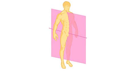 Sagittal Plane Movements