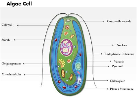 0714 Algae Cell Medical Images For PowerPoint | PowerPoint Design Template | Sample Presentation ...