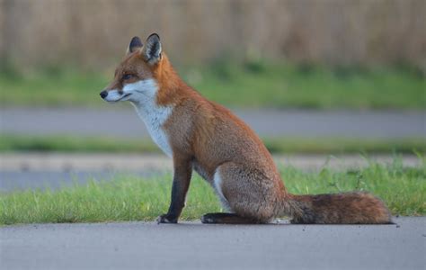 native2sussexbirding: Urban Fox's