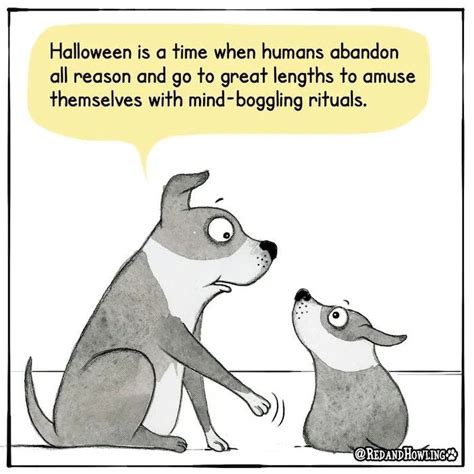 Halloween is upon us… | Funny dog memes, Dog memes, Halloween