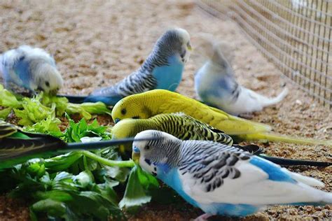 Can Budgies Eat Celery? (Tips on Leaves and Stems)) - Animal World Facts