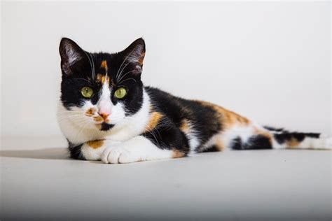 Here's What to Know About Your Calico Cat's Health | PawTracks