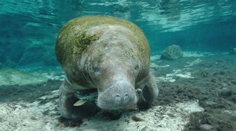 Protecting Manatees | National Wildlife Federation