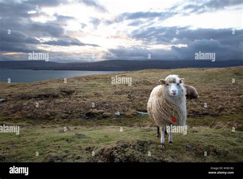 Wildlife in the Faroe Islands Stock Photo - Alamy