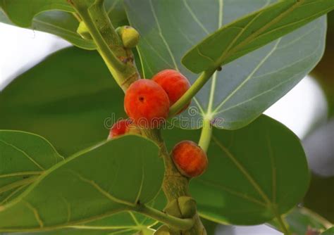 Fruits of a Banyan tree stock photo. Image of summer - 248552530