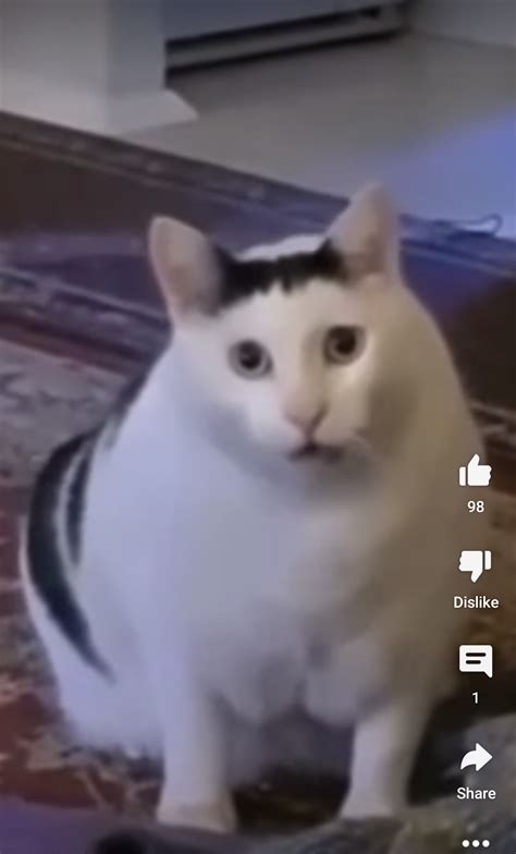 Does anyone have this original video of a cat meowing without any memes ...