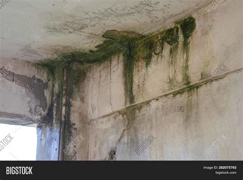 Unhealthy Mold Damaged Image & Photo (Free Trial) | Bigstock