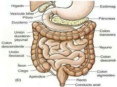 Pin by Rafa Arias Garcia on Patología General y Médica | Info