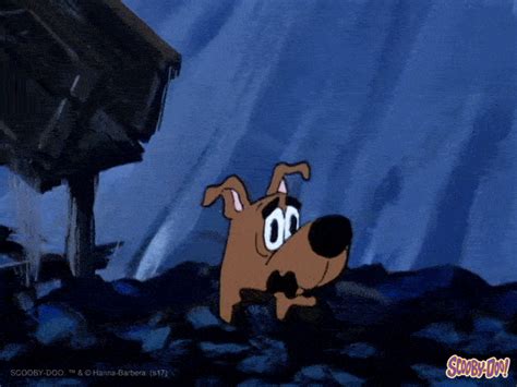 Scared dog gif | | theadvocate.com