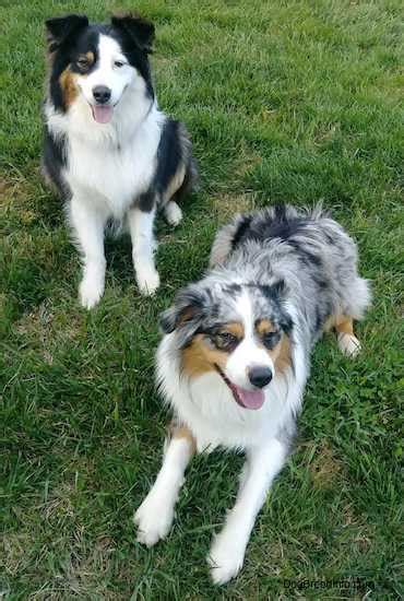 Black and white australian shepherd - filerecipe